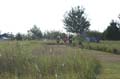 Sunflower Games X-country 1016
