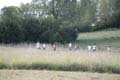 Sunflower Games X-country 2259