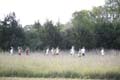 Sunflower Games X-country 2264