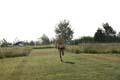 Sunflower Games X-country 2297