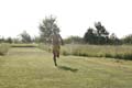 Sunflower Games X-country 2300